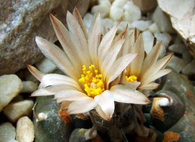 Turbinicarpus _jauernigii_ 06